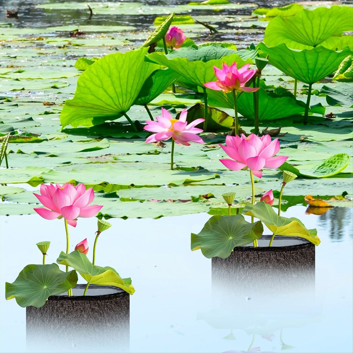 BHBL 4 Pcs X Aquatic Planting  - Gardening Hand Tools B&Q 评论和价格